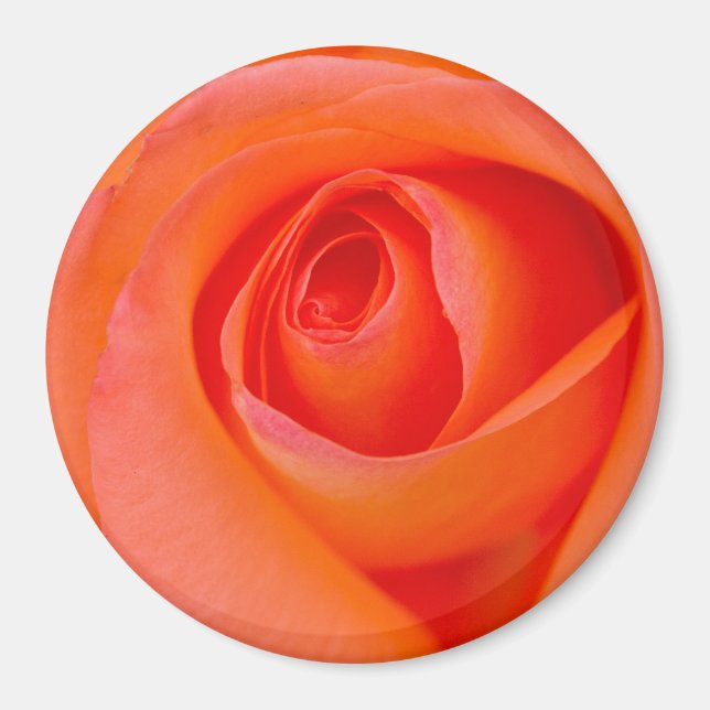 Wunderbare Orange Rose Knospe Magnet (Vorne)
