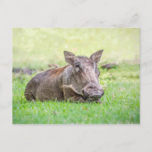 Wunderbare Warthog Postkarte