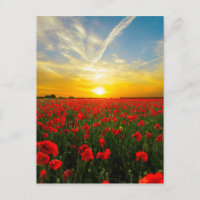 Wunderbarer Mohnfeld-Sonnenuntergang