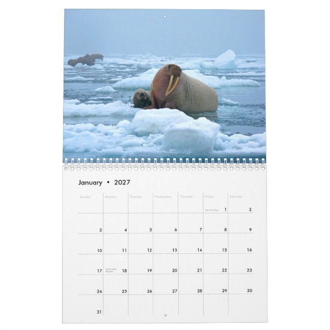 Wunderbarer Walross-Wandkalender Kalender (Jan 2027)