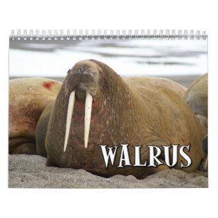 Wunderbarer Walross-Wandkalender Kalender