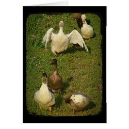 Wunderbarer Wasservogel