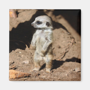 Wunderbares niedliches süßes Afrikaner Meerkat Magnet