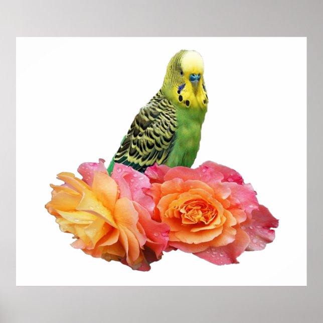 Wunderbares Wellensittich Poster (Vorne)