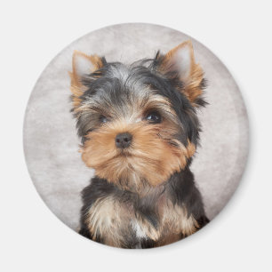 Wunderbares yorkie magnet