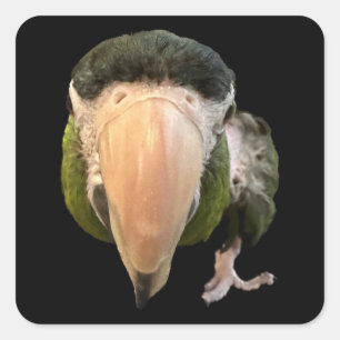 Wunderkitzel-Super-Aufkleber Quadratischer Aufkleber