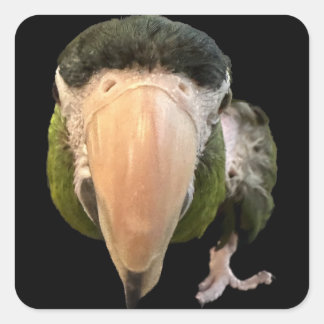 Wunderkitzel-Super-Aufkleber Quadratischer Aufkleber