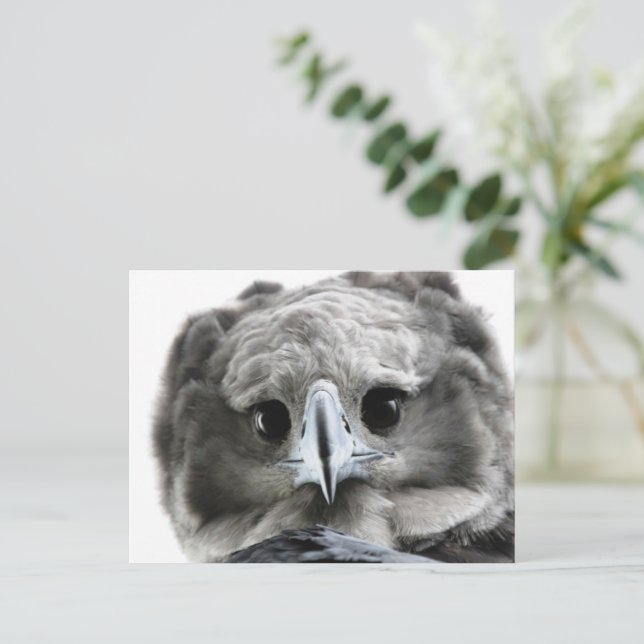 "Wunderschön Harpy Eagle" Postkarte (Stehend Vorderseite)