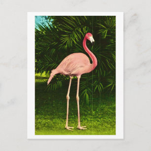 Wunderschön rosa Flamingo Postkarte