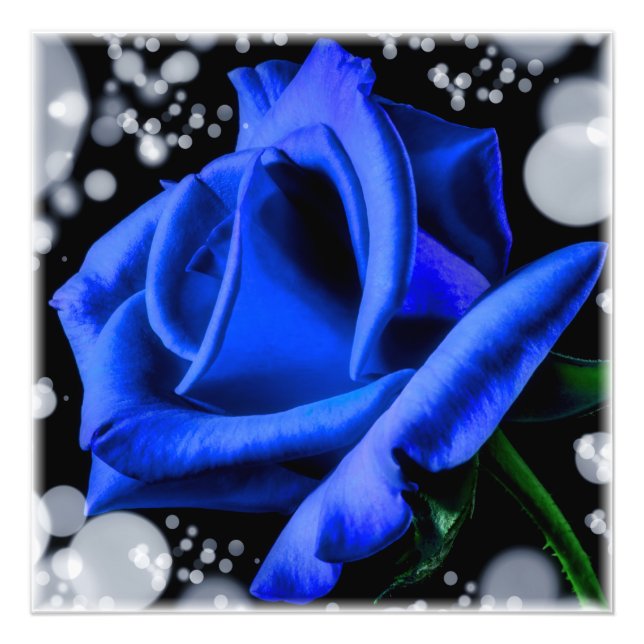 Wunderschöne blaue Rose Fotodruck (Vorne)