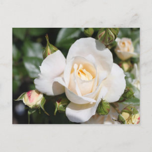 wunderschöne Blume mit weißer Rose. Liebe und Roma Postkarte