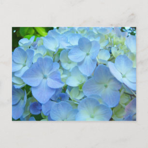 Wunderschöne Blumenpostkarten Pastellblaue Hortens Postkarte
