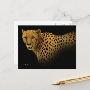 Wunderschöne Cheetah Big Wild Cat Postkarte