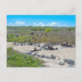 Wunderschöne Frigatebirds, die ihre Flügel trocken Postkarte