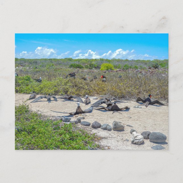 Wunderschöne Frigatebirds, die ihre Flügel trocken Postkarte (Vorderseite)
