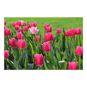 wunderschöne Frühlingsrosatulpenblumen Fotodruck