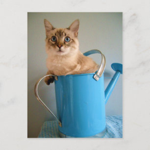 Wunderschöne Katze im Wasser Postkarte