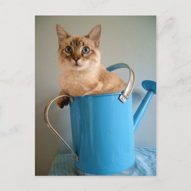 Wunderschöne Katze im Wasser Postkarte (Vorderseite)