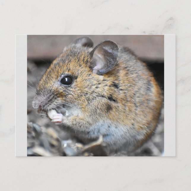Wunderschöne kleine Maus  Postkarte (Vorderseite)