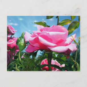 Wunderschöne rosa Rose am blauen Himmel. Florale F Postkarte