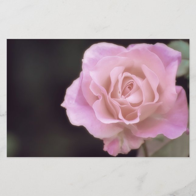 Wunderschöne Rosa Rose Briefpapier (Vorderseite)
