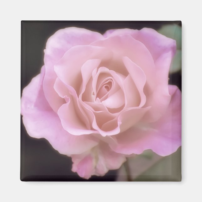 Wunderschöne Rosa Rose Magnet (Vorne)