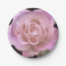 Wunderschöne Rosa Rose