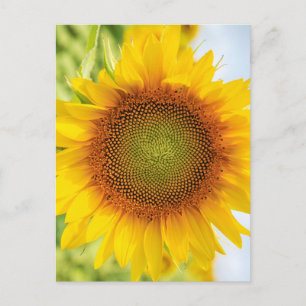 Wunderschöne Sonnenblume mit Helen-Keller-Zitat Postkarte