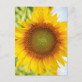 Wunderschöne Sonnenblume mit Helen-Keller-Zitat Postkarte