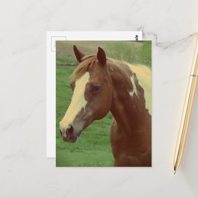 Wunderschöne Spring Paint Horse Stute Postkarte (Vorderseite/Rückseite Beispiel)