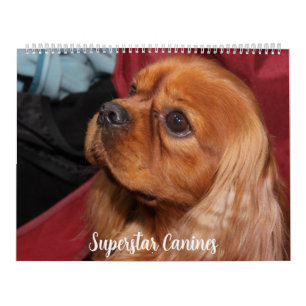 WUNDERSCHÖNE SUPERSTAR-HUNDE KALENDER