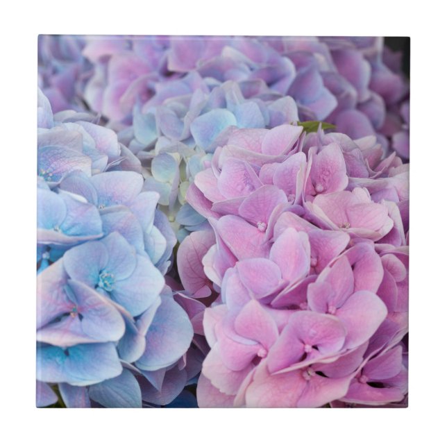 Wunderschöne violette, blaue, rosa Hortensienblüte Fliese (Vorderseite)