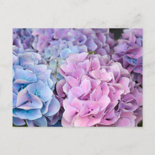 Wunderschöne violette, blaue, rosa Hortensienblüte Postkarte