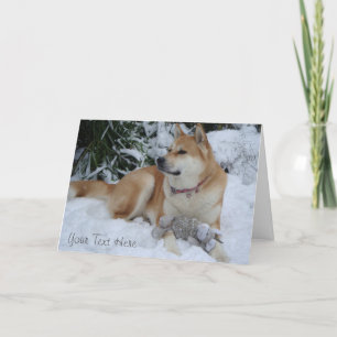 wunderschöner Akita ruht im Schnee Weihnachten