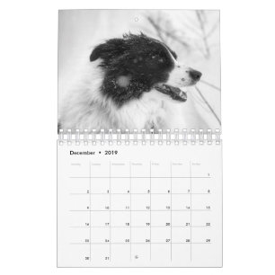 Wunderschöner Border Collie Hund Kalender