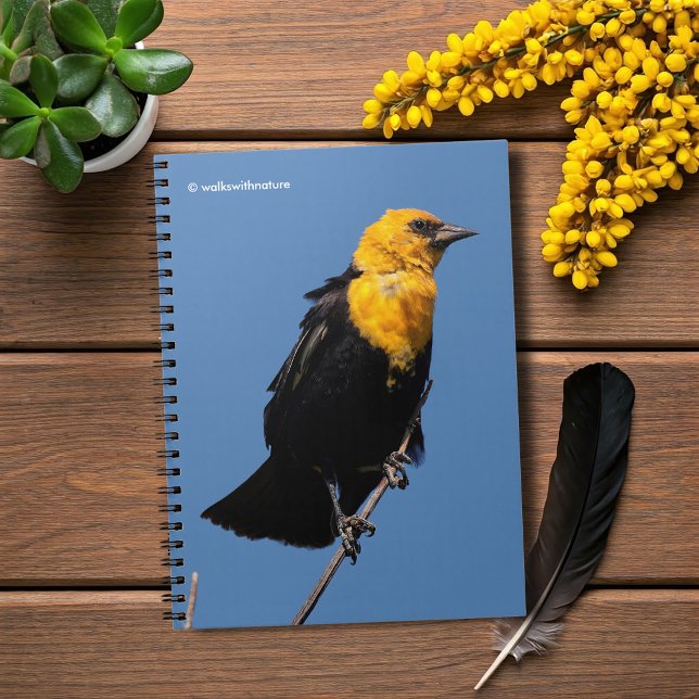 Wunderschöner, gelb gehauchter Schwarzvogel an ein Notizblock (Gorgeous Yellow-Headed Blackbird Journal Cover Photo)