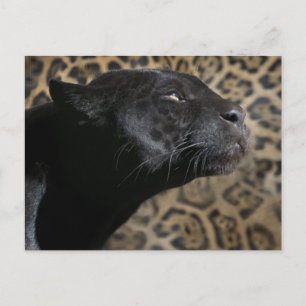 Wunderschöner Panther Leopard Postkarte