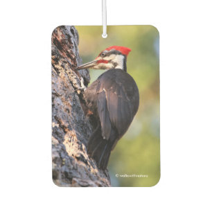 Wunderschöner Pileated Woodpecker auf dem Baum Autolufterfrischer
