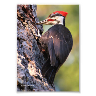 Wunderschöner Pileated Woodpecker auf dem Baum Fotodruck