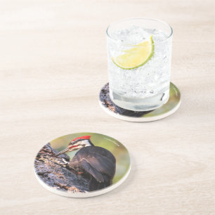 Wunderschöner Pileated Woodpecker auf dem Baum Getränkeuntersetzer