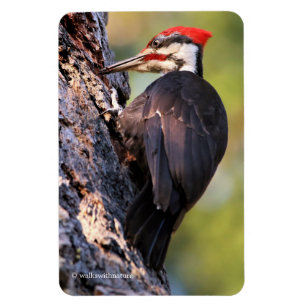 Wunderschöner Pileated Woodpecker auf dem Baum Magnet