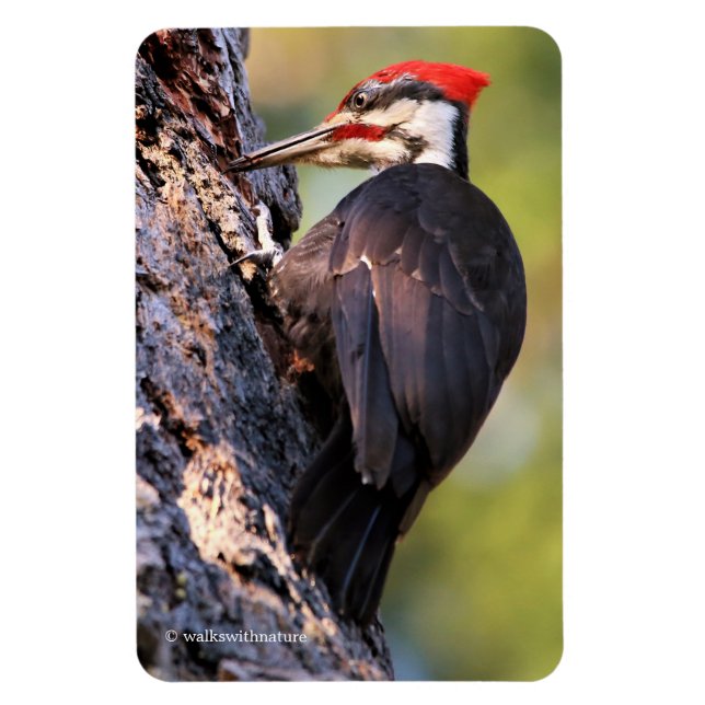 Wunderschöner Pileated Woodpecker auf dem Baum Magnet (Vertikal)