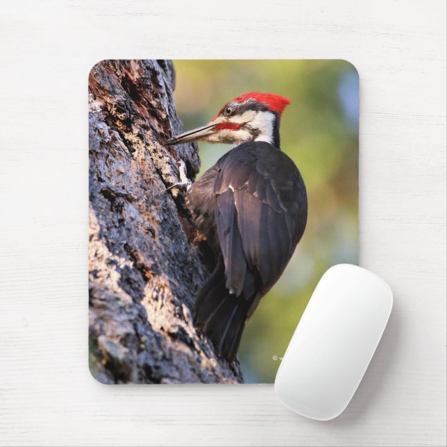 Wunderschöner Pileated Woodpecker auf dem Baum Mousepad (Mit Mouse)