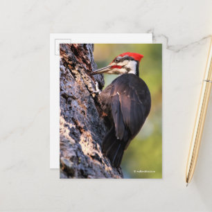 Wunderschöner Pileated Woodpecker auf dem Baum Postkarte