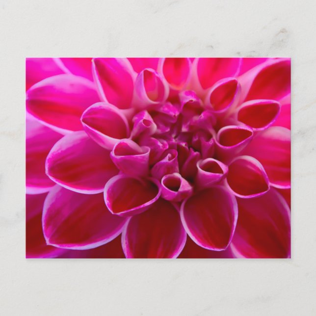 Wunderschöner pink-rosa-färener Blütengruß Postkarte (Vorderseite)