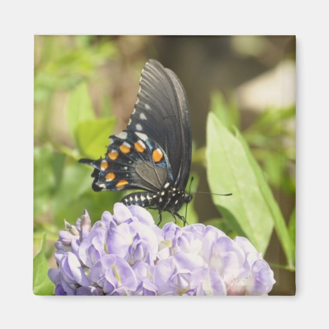 Wunderschöner Schmetterling und Lila Blume Magnet (Vorne)