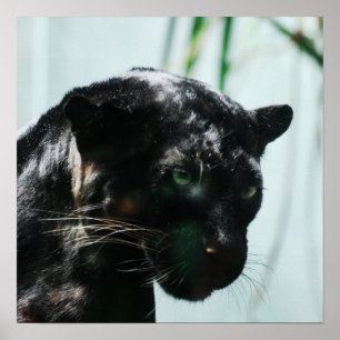 Wunderschöner Schwarzer Panther Poster