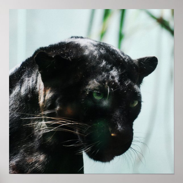 Wunderschöner Schwarzer Panther Poster (Vorne)