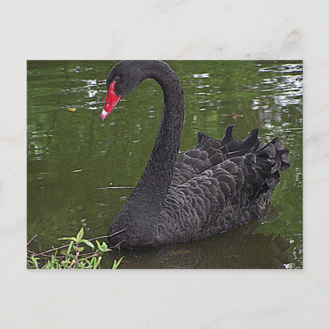 Wunderschöner Schwarzer Schwan im Wasser Postkarte (Vorderseite)