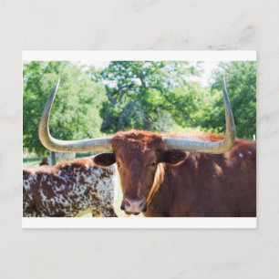 Wunderschöner Texas Longhorn Bull Postkarte